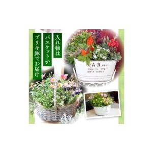 ふるさと納税 雑貨・日用品 花 宮崎県 小林市...の詳細画像5