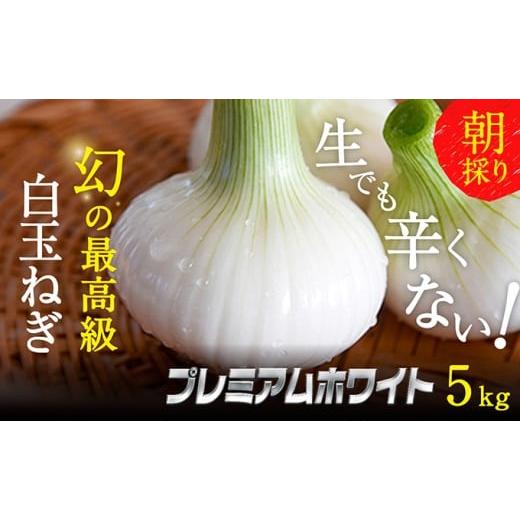 ふるさと納税 野菜類 玉ねぎ 静岡県 浜松市 浜松篠原産新白玉ねぎプレミアムホワイト5キロ 無選別品...