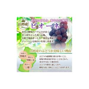 ふるさと納税 ぶどう 山形県 山形市 山形市産...の詳細画像2
