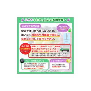 ふるさと納税 ぶどう 山形県 山形市 山形市産...の詳細画像3
