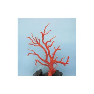 ふるさと納税 高知県 宿毛市 珊瑚職人館の珊瑚...の詳細画像1