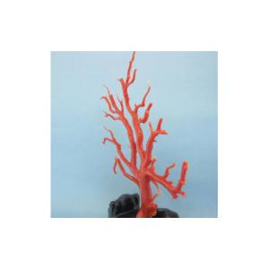 ふるさと納税 高知県 宿毛市 珊瑚職人館の珊瑚...の詳細画像5