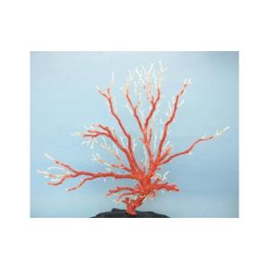 ふるさと納税 高知県 宿毛市 珊瑚職人館の珊瑚の原木・拝見・置物（ｇ18）
