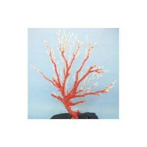ふるさと納税 高知県 宿毛市 珊瑚職人館の珊瑚...の詳細画像3