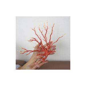 ふるさと納税 高知県 宿毛市 珊瑚職人館の珊瑚...の詳細画像5