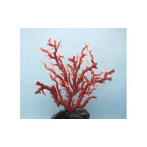 ふるさと納税 伝統技術 高知県 宿毛市 珊瑚職人館の珊瑚の原木・拝見・置物（g3）