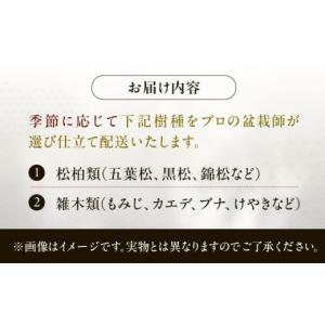 ふるさと納税 花・苗木 盆栽 愛知県 稲沢市 ...の詳細画像2