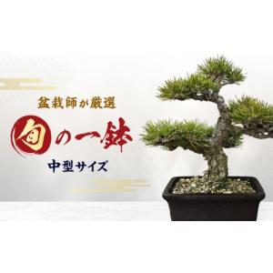 ふるさと納税 花・苗木 盆栽 愛知県 稲沢市 ...の詳細画像1