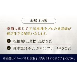 ふるさと納税 花・苗木 盆栽 愛知県 稲沢市 ...の詳細画像2