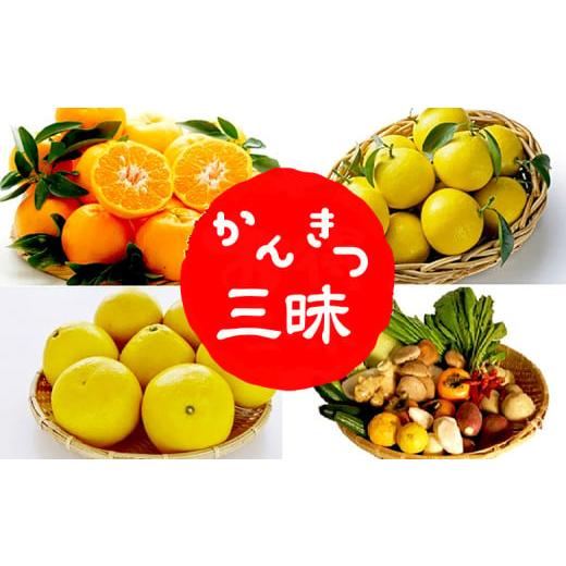 ふるさと納税 みかん・柑橘類 高知県 須崎市 定期便 3回 お試しサイズ 柑橘三昧 ポンカン 文旦 ...