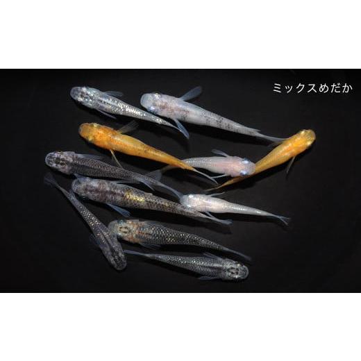 ふるさと納税 生き物 埼玉県 富士見市 0010-048 「ミックスめだかスターターキット」