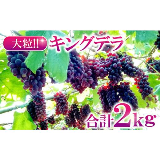 ふるさと納税 島根県 益田市 大きいデラウェア　キングデラ　2kg【デラウェア キングデラ 2kg ...