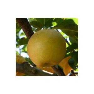 ふるさと納税 梨 鳥取県 鳥取市 訳あり 新甘...の詳細画像1