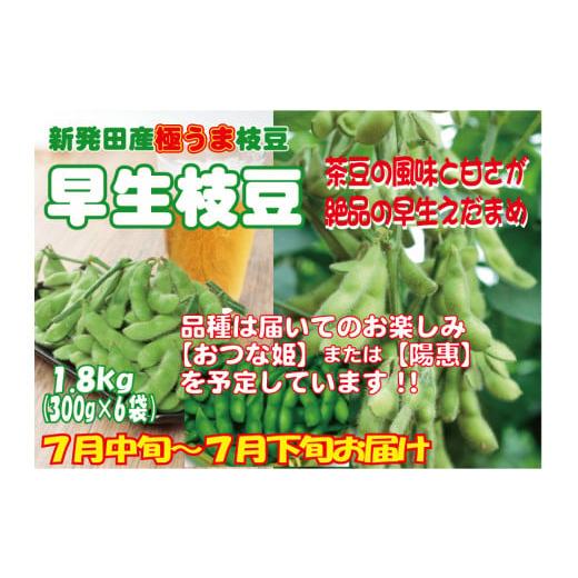 ふるさと納税 新潟県 新発田市 早生枝豆 1.8kg【 数量限定 早生 枝豆 新潟県 おつな姫 陽惠...