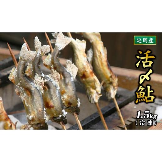 ふるさと納税 宮崎県 延岡市 【先行予約】延岡産活〆鮎　1.5kg　N017-ZA174