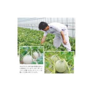 ふるさと納税 メロン メロン青肉 山形県 酒田...の詳細画像4
