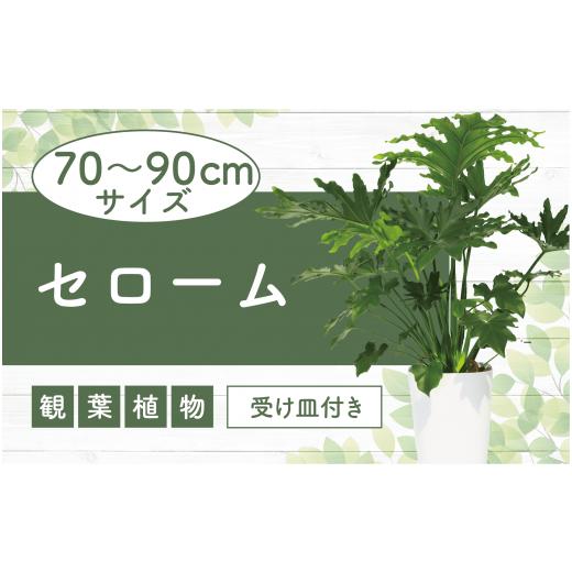 ふるさと納税 花・苗木 鹿児島県 指宿市 観葉植物 セローム70cm〜90cm(緑の中道/025-...