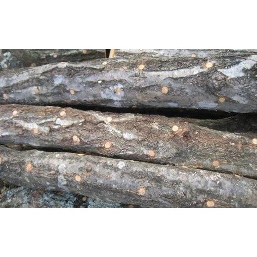 ふるさと納税 野菜類 きのこ 岡山県 岡山市 しいたけ 原木2本 野菜 きのこ 椎茸