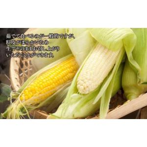 ふるさと納税 とうもろこし 北海道 旭川市 先...の詳細画像3