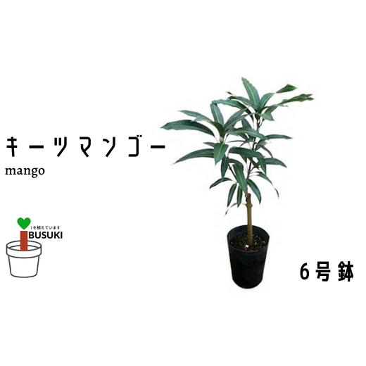 ふるさと納税 鹿児島県 指宿市 【観葉植物】キーツマンゴー苗木6号ポット／3〜4年生苗木(前園植物園...