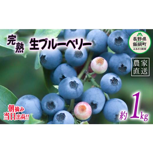 ふるさと納税 長野県 飯綱町 朝摘み 完熟 ブルーベリー 1kg 井澤農園 配送先は本州限定 令和6...