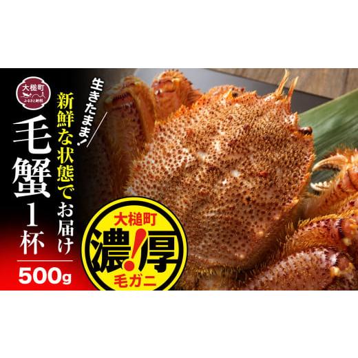 ふるさと納税 岩手県 大槌町 【令和7年発送】三陸産！活毛ガニ 500g×1杯 (1尾) 【2025...