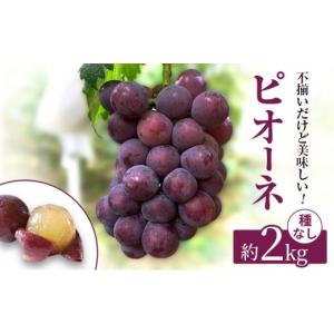 ふるさと納税 ぶどう 岡山県 高梁市 訳あり 辻葡萄園 の ピオーネ 約2kg ご家庭用 岡山県産 ぶどう 葡萄 果物 フルーツ 2026年 先行予約 果物類 数量限定