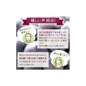 ふるさと納税 ぶどう 岡山県 高梁市 訳あり ...の詳細画像2