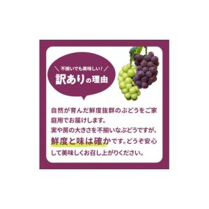 ふるさと納税 ぶどう 岡山県 高梁市 訳あり ...の詳細画像4