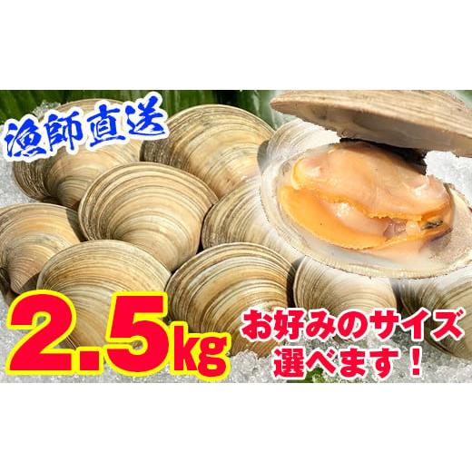 ふるさと納税 千葉県 富津市 漁師直送！活ホンビノス貝2.5kg（Mサイズ） Ｍサイズ【１ヶ月以内発...