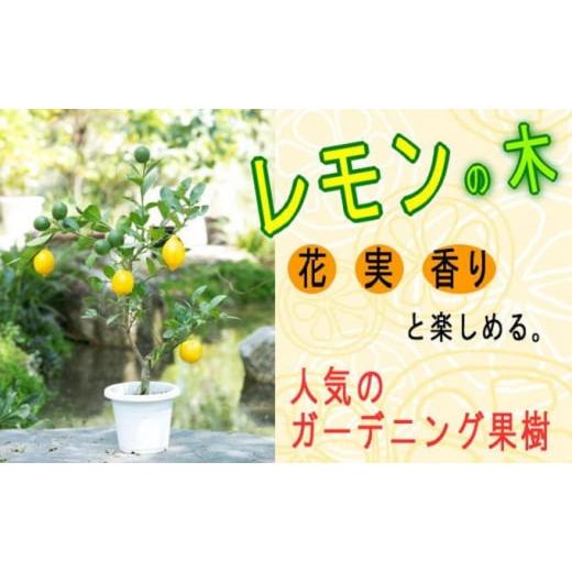 ふるさと納税 花・苗木 福岡県 朝倉市 ガーデニング果樹・レモンの木 ガーデニングショップ四季の里(...