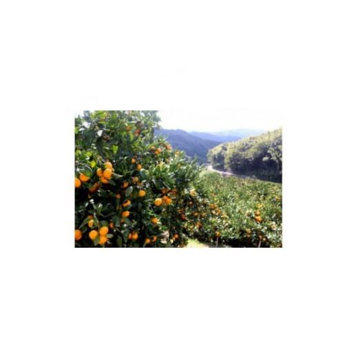 ふるさと納税 体験チケット 愛媛県 八幡浜市  八幡浜ふるさと体験型(2名様分) みかん農家さんに教...