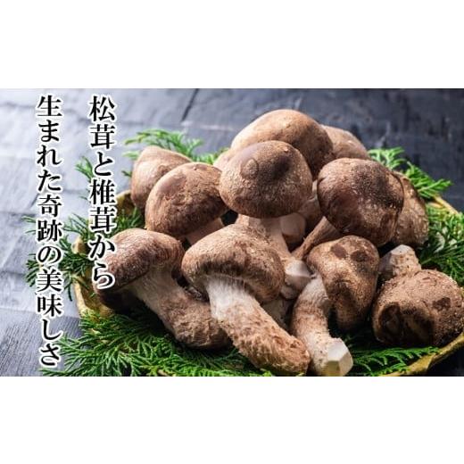 ふるさと納税 野菜類 きのこ 三重県 四日市市 松茸と椎茸から生まれた奇跡の美味しさ。 新しいキノコ...
