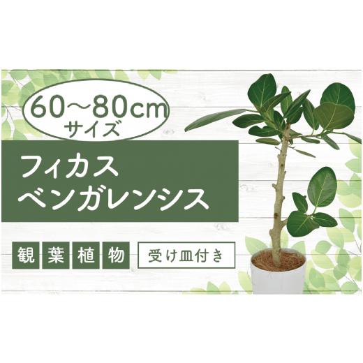 ふるさと納税 鹿児島県 指宿市 【観葉植物】フィカスベンガレンシス幹朴60cm〜80cm(Green...