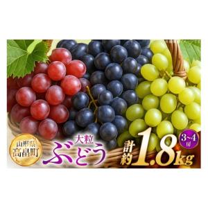 ふるさと納税 ぶどう マスカット 山形県 高畠町 期間限定発送 ぶどう 2〜3色 約 1.8kg 詰め合わせ セット JA山形おきたま 山形県 高畠町 tk06ays870056 シャ…