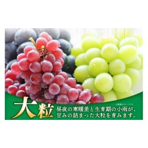 ふるさと納税 ぶどう マスカット 山形県 高畠...の詳細画像4
