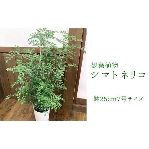 ふるさと納税 花・苗木 鹿児島県 南九州市 066-07 観葉植物 シマトネリコ1鉢