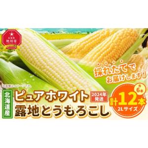 ふるさと納税 北海道 旭川市 【先行予約】北海道産ピュアホワイト・露地とうもろこし　計12本 202...