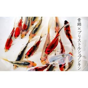 ふるさと納税 生き物 香川県 東かがわ市 No...の詳細画像2