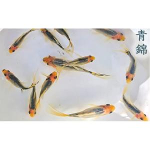 ふるさと納税 生き物 香川県 東かがわ市 No...の詳細画像4