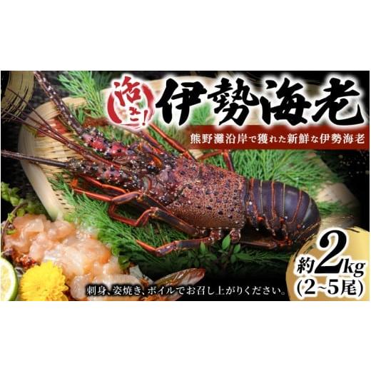 ふるさと納税 おせち 三重県 熊野市 数量限定 活き 伊勢海老 約2kg（2〜5尾）おせちにもおすす...