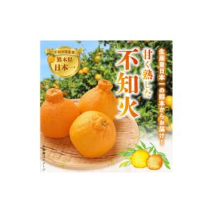 ふるさと納税 みかん・柑橘類 デコポン 熊本県...の詳細画像2
