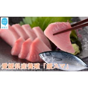 ふるさと納税 愛媛県 新居浜市 全身トロの高級養殖魚 まるごと媛スマ（1.7〜1.8kg）１尾 （鮮...