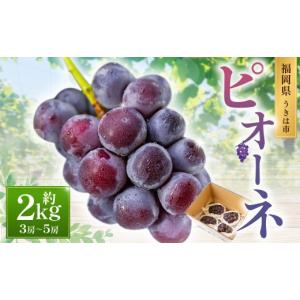 ふるさと納税 ぶどう 福岡県 うきは市 先行予約 中村柿ぶどう園 ピオーネ 3房から5房 （約2kg） 2026年7月上旬〜8月下旬より順次発送予定 葡萄 ぶどう ブドウ…