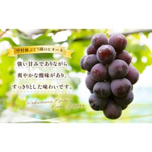 ふるさと納税 ぶどう 福岡県 うきは市 先行予...の詳細画像2