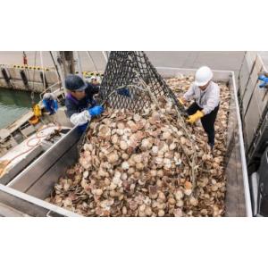 ふるさと納税 魚貝類 ホタテ 北海道 紋別市 ...の詳細画像2