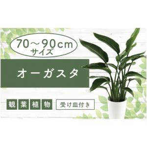 ふるさと納税 鹿児島県 指宿市 3月〜オーガスタ70cm〜90cm(弓指園芸／014-1379)