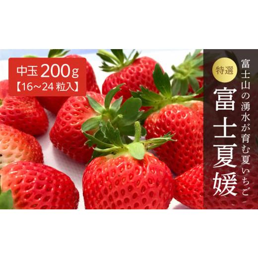 ふるさと納税 山梨県 都留市 【湧水のミネラルたっぷり！山梨の夏いちご】【2024年 先行予約】富士...