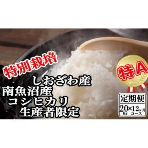 ふるさと納税 米 コシヒカリ 新潟県 南魚沼市 令和7年産 定期便：20Kg×12ヶ月 特別栽培 生産者限定 南魚沼しおざわ産コシヒカリ
