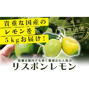 ふるさと納税 みかん・柑橘類 レモン 佐賀県 ...の詳細画像2